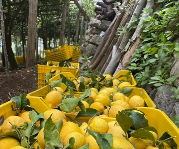 Maiori: Amalfi Coast Path of Lemons Day Trip with Tastings