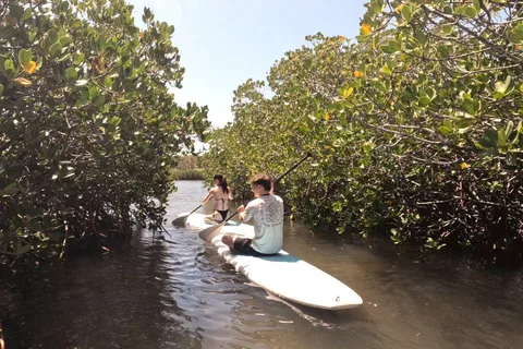 Noosa Stand Up Paddle & Mangrove Tunnel Tour (Self Guided)