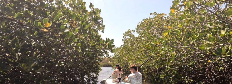 Noosa Stand Up Paddle et visite guidée du tunnel de la mangrove (autoguidée)