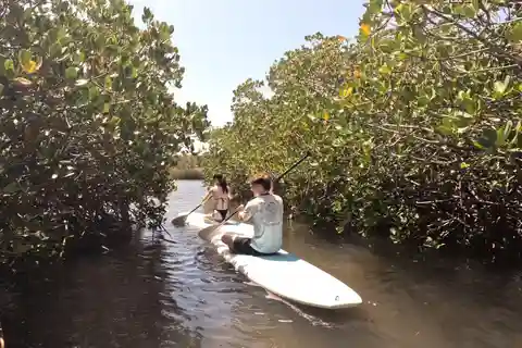 Noosa Stand Up Paddle et visite guidée du tunnel de la mangrove (autoguidée)