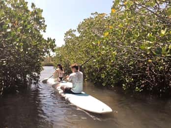 Noosa Stand Up Paddle & Mangrove Tunnel Tour (Self Guided)
