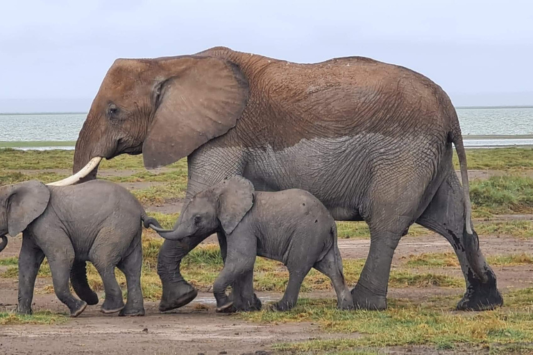 2 Tage nach Tsavo Ost von Mombasa aus