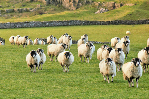 York: &quot;Alla stora och små varelser &quot;Alla stora och små varelser&quot; Yorkshire Dales TourHela dagen: Alla stora och små varelser Tour