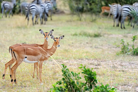 Mikumi i Udzungwa: 4-dniowe safari z Zanzibaru do DaressalaamWylot z Dar es Salaam