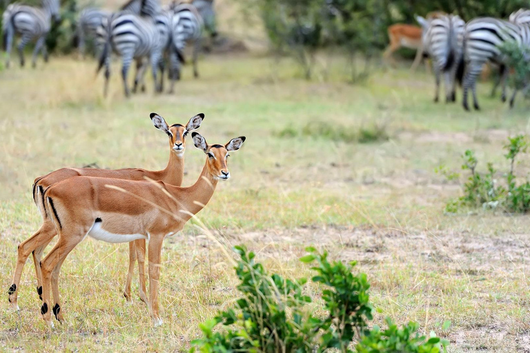 Mikumi i Udzungwa: 4-dniowe safari z Zanzibaru do DaressalaamWylot z Dar es Salaam