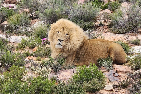 Safari dans la réserve de Big5 Aquila avec déjeuner et dégustation