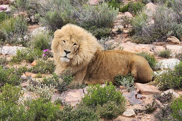 Safari dans la réserve de Big5 Aquila avec déjeuner et dégustation