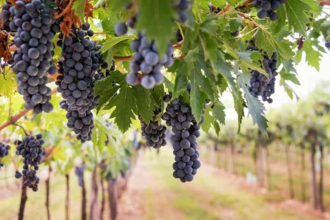 Trasferimento da Sorrento a Roma e sosta in un'azienda vinicola