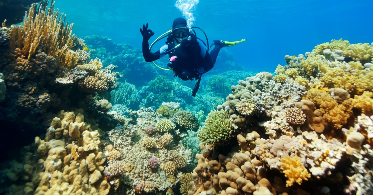 aqaba-diving-experience-with-private-beach-pool-access-getyourguide