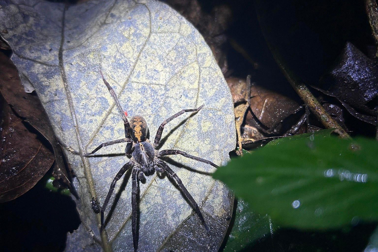 Visite nocturne de La Carpintera : La faune nocturne de San José