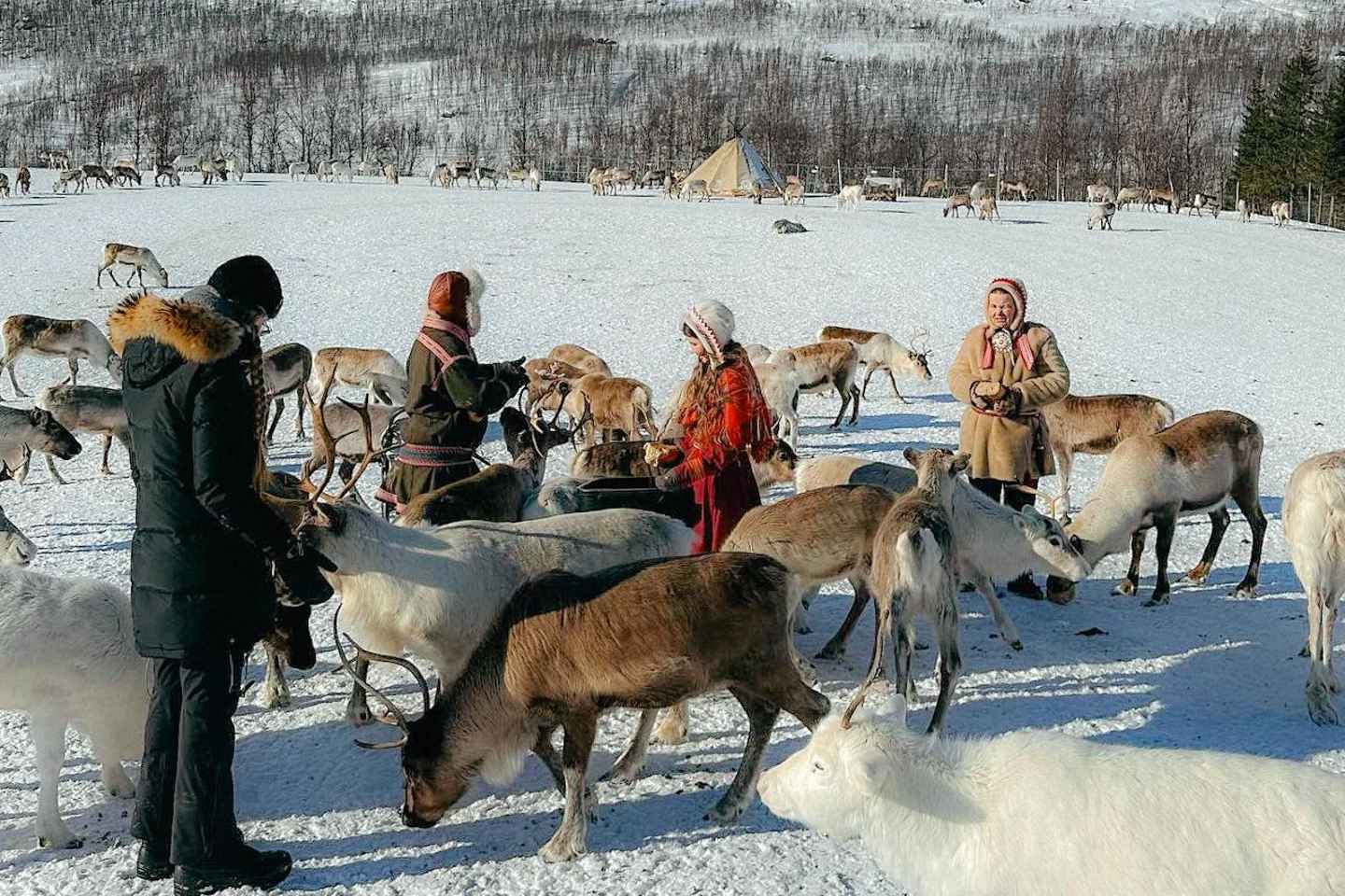 Tromsø: Reindeer Experience at a Sami Camp
