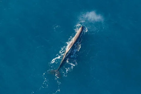 Kaikoura: 1-Hour Whale Watching Helicopter Tour