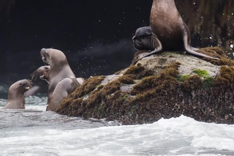 Lima: Palomino Island Marine Adventure Tour swimming with Sea Lions