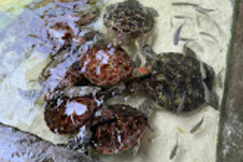 WYCIECZKA MNEMBA DOLPHIN TOUR, AKWARIUM LAGUNA I PLAŻA KENDWA