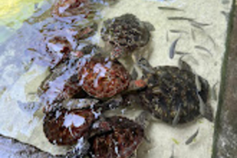 WYCIECZKA MNEMBA DOLPHIN TOUR, AKWARIUM LAGUNA I PLAŻA KENDWA