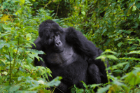 Esperienze di trekking in Gorilla di 3 giorni nella Foresta di Bwindi - Hizvo