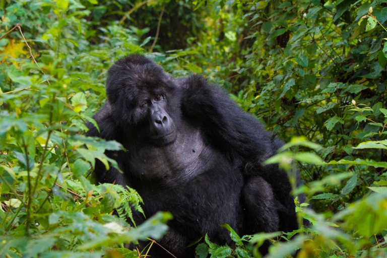 3-daagse gorillatrekking in Bwindi Forest NP via Kigalibudget toer