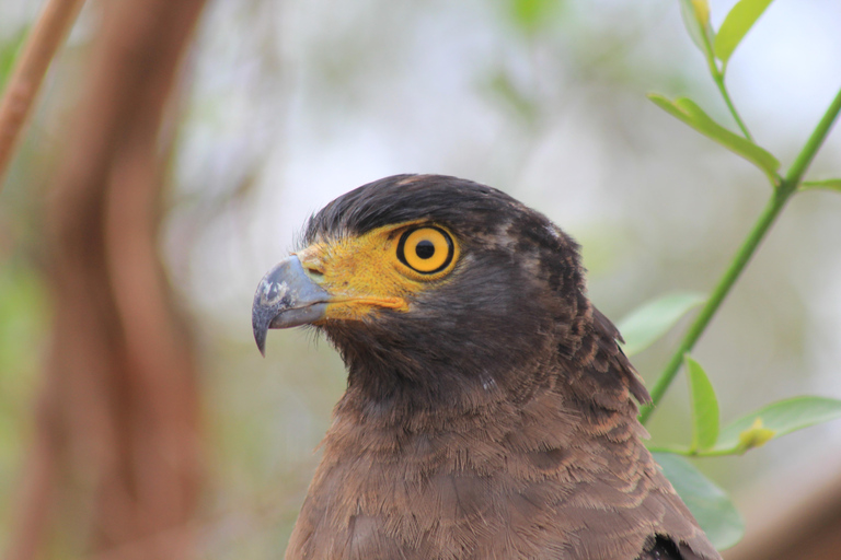 Desde: Hikkaduwa/ Galle/ Unawatuna/ Talpe - Safari YALA