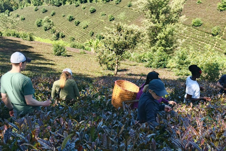 Tour della fattoria del tè viola da Nairobi - Esplora i verdi di GaturaTour della fattoria del tè viola da Nairobi - Esplora Gatura Greens