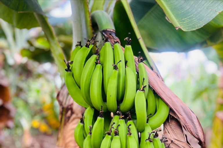 Poznaj największą plantację bananów na Cabo Verde