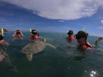 Akumal: Guided Snorkeling with Sea Turtles and Swimming in a Coral Reef