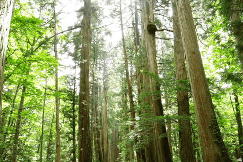 长野：雪猴与戸隠神社一日双景之旅从野泽温泉、妙高和上越地区接送。
