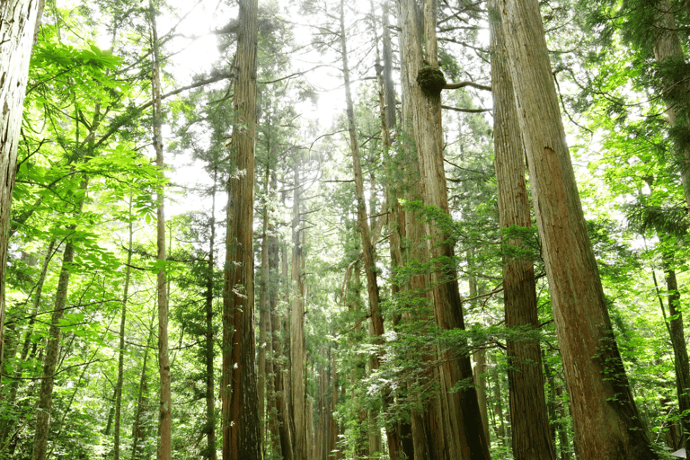 长野：雪猴与戸隠神社一日双景之旅从野泽温泉、妙高和上越地区接送。