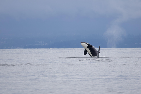 Vancouver: Catamaran Whale Watching Tour, Granville Island
