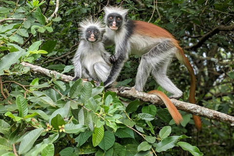 Zanzibar: Jozani forest, Monkeys & Dinner at The Rock Hotel transfer anywhere in Zanzibar + all entry tickets