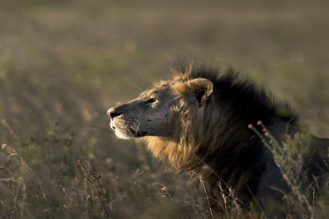 Nairobi: National Park Safari with Hotel Pickup in a Van