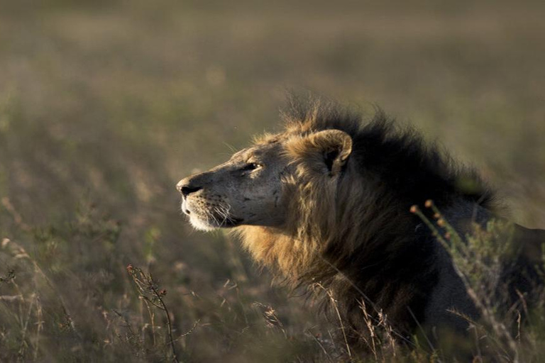 Nairobi: National Park Safari with Hotel Pickup in a Van