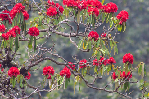 Pokhara : Trek de 3 jours à Astam, Dhampus et Australian CampPokhara : 3 jours de service