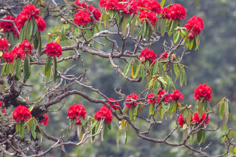 Pokhara : Trek de 3 jours à Astam, Dhampus et Australian CampPokhara : 3 jours de service