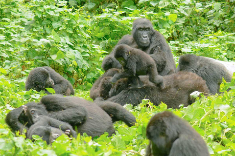 Dagstur i vulkanernas nationalpark - Gorillatrekking i Rwanda