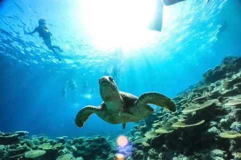 Iriomote: Boat Snorkeling Tour at Barasu Island
