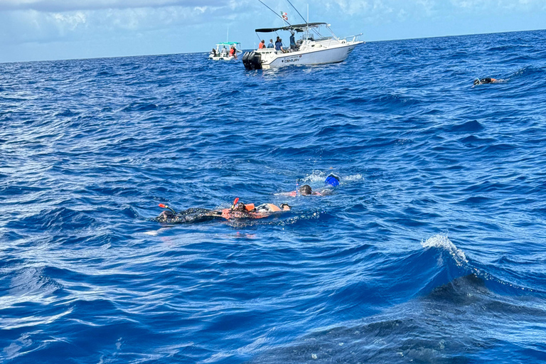 Pływanie z rekinami wielorybimi na safari oceanicznym w cenie wycieczkiWyjazd TYLKO z Isla Mujeres: Wycieczka z pływaniem z rekinami wielorybimi!