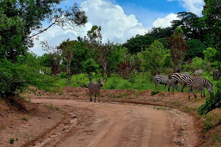 Diani: Guided day trip to Shimba Hills Reserve with lunch