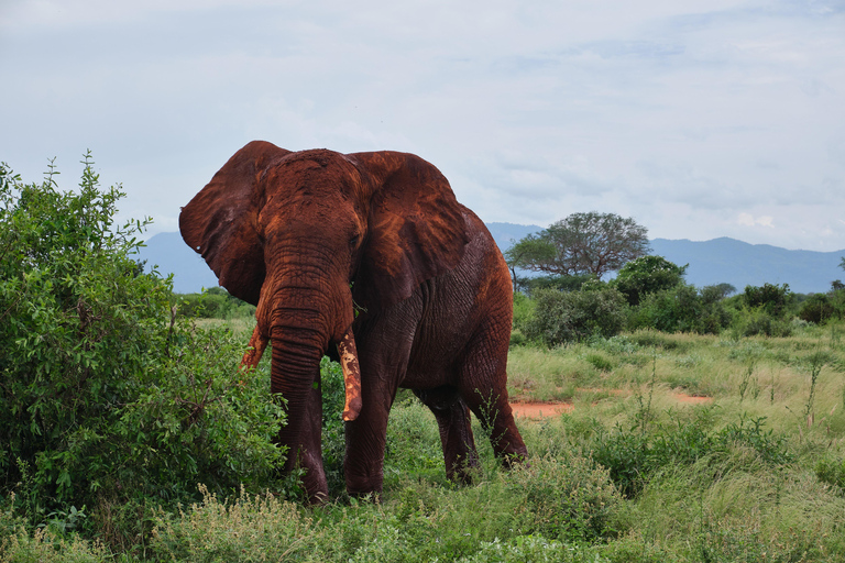 Mombasa:2-Day Tsavo East Wildlife Safari with Overnight Stay