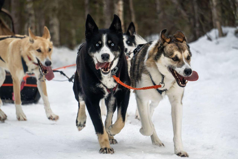 Levi: 5 Km Husky Sledding Ride in Levi
