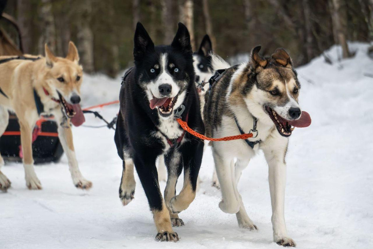 Levi: 5 Km Husky Sledding Ride in Levi