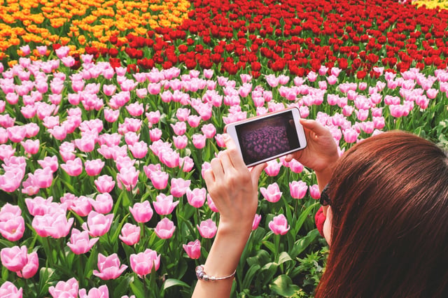 From Amsterdam: Keukenhof Tulips, Windmills &amp; Volendam