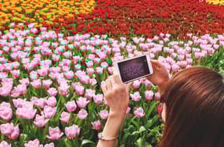 Von Amsterdam aus: Keukenhof Tulpen, Windmühlen & Volendam