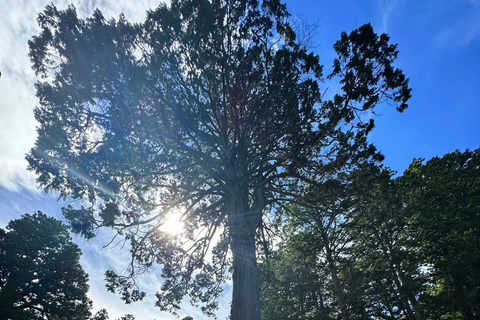 From Tokyo: Mt. Fuji or Hakone Private Sightseeing Day Trip Itinerary A: Mount Fuji