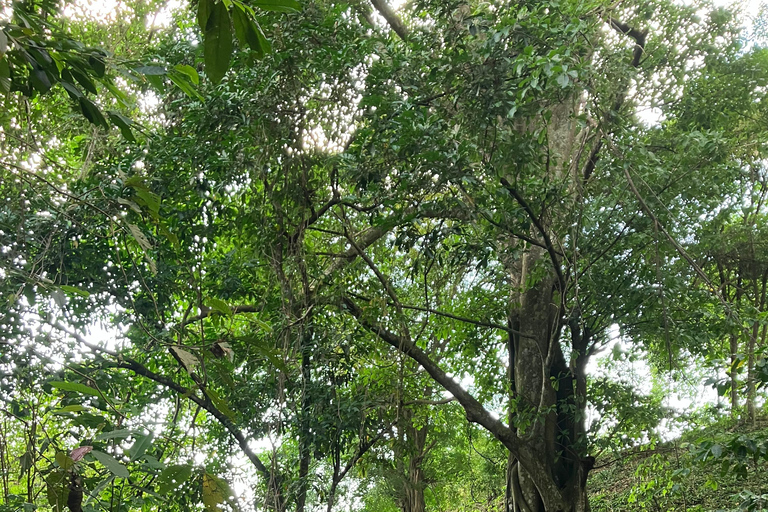 Minca: Fairtrade, coffee & cocoa, organic farm - ES/EN/DE Sunset tour
