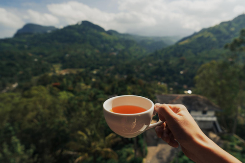 Kandy to Ella: Ramboda, Tea Factory & Nuwara Eliya Tour