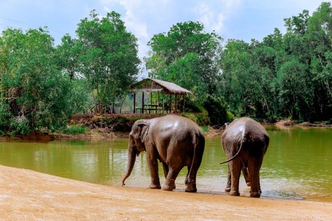 Phuket: Santuario de Elefantes Aventura de Alimentación de Gigantes Gentiles