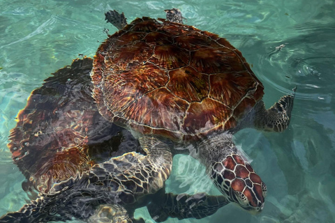 Zanzibar:Simma med sköldpaddor i salaamgrottan