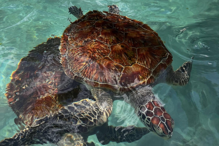 Zanzibar:Simma med sköldpaddor i salaamgrottan