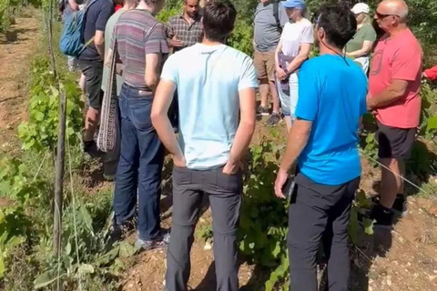 Corfu behind the scenes - A Journey Through South Corfu