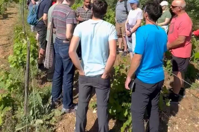 Corfu behind the scenes - A Journey Through South Corfu